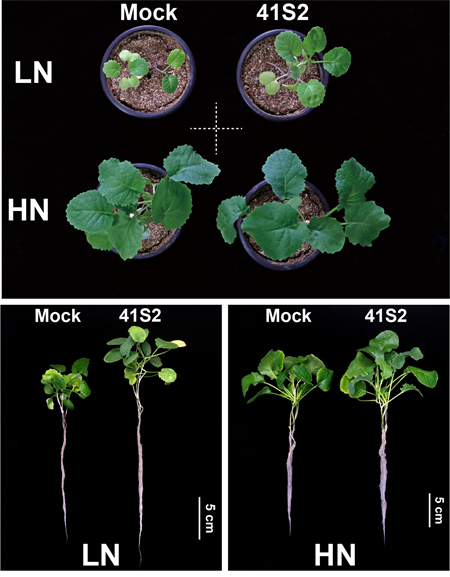 专业实盘策略服务 微生物助力油菜氮素高效吸收